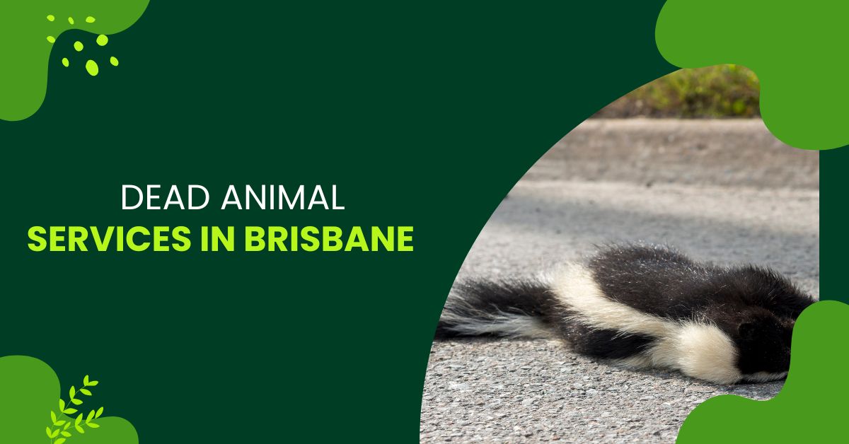 Dead Animal Removal Services Brisbane