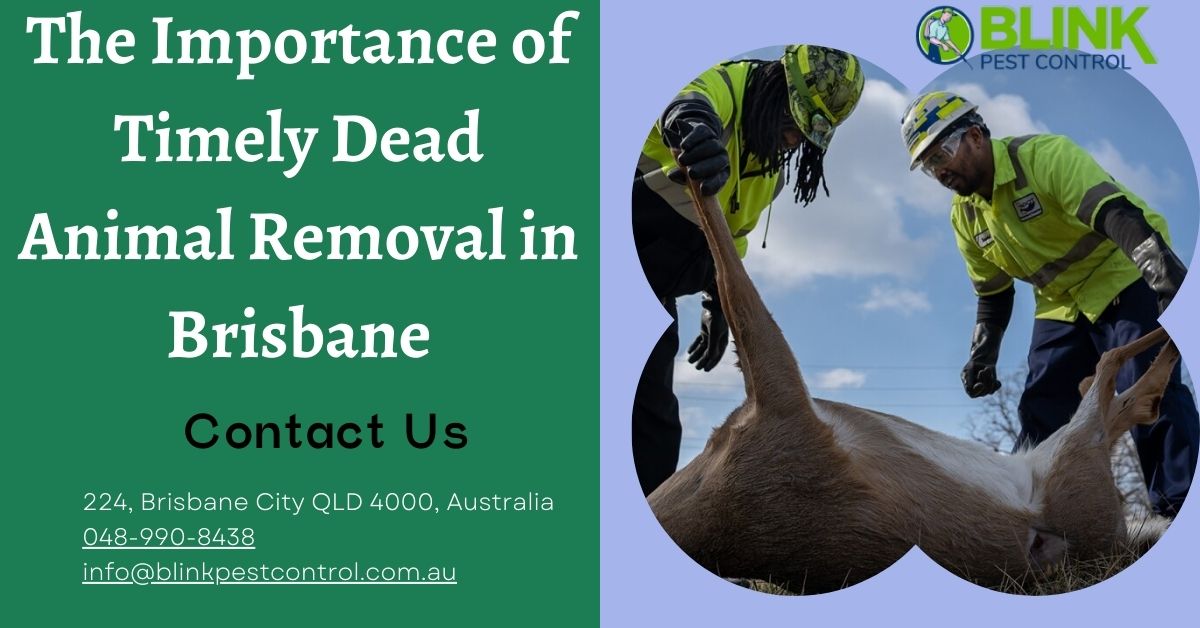 Dead Animal Removal in Brisbane