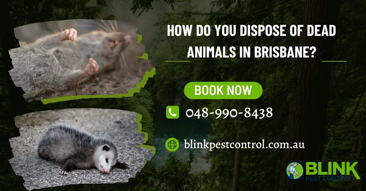 Dispose of Dead Animals in Brisbane