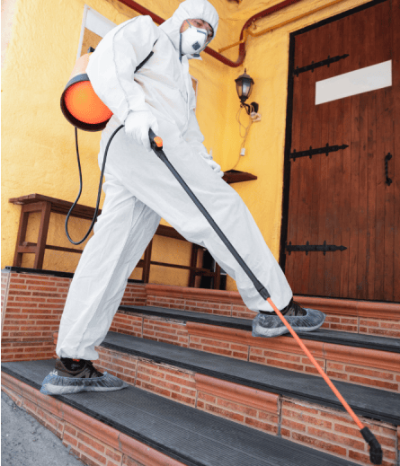 In What Ways Can We Eliminate the Pests Plaguing Your Alberton Property