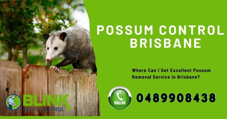 Possum Removal Services Brisbane