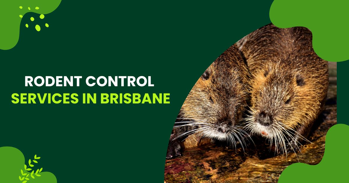 Rodent Control Brisbane Services